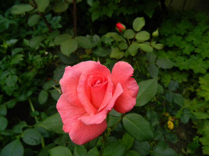 DSCN5646