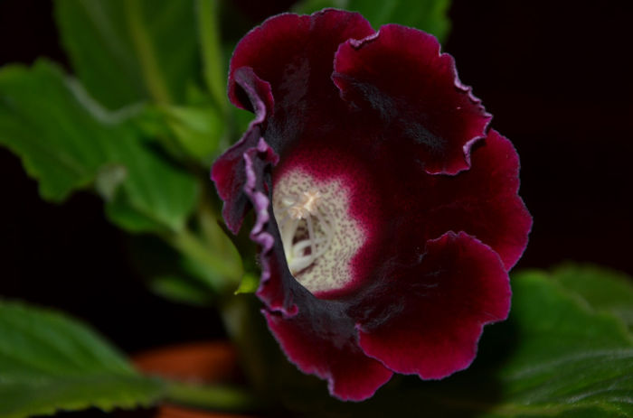 Hibrid Bordo ( Crep de Chine   Violacea) - Gloxinii 2013