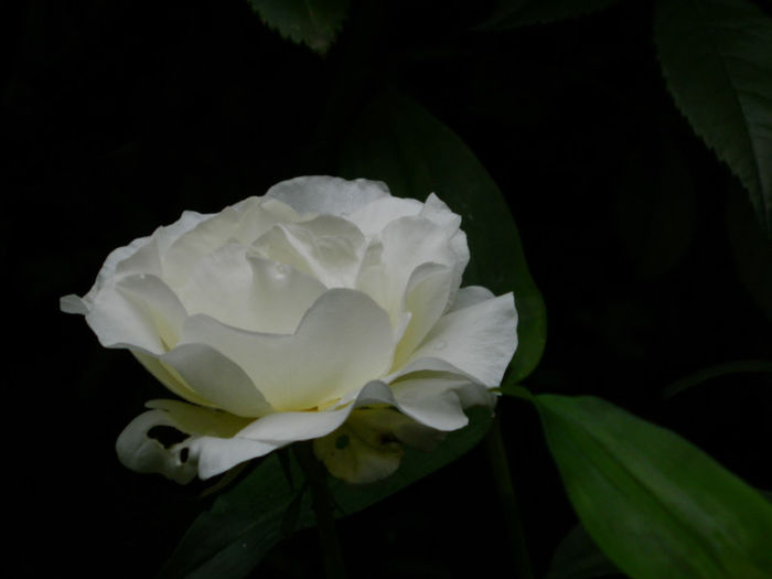DSCN5653