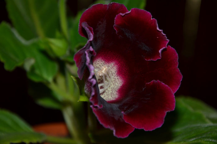 Hibrid Bordo - Gloxinii 2013