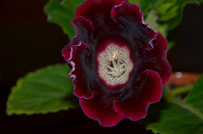 Hibrid Bordo - Gloxinii 2013