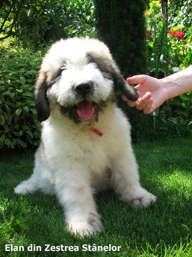 Elan din Zestrea Stanelor; Elan din Zestrea Stanelor
