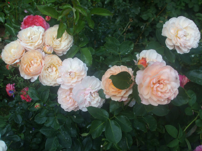Parfum dOrleans