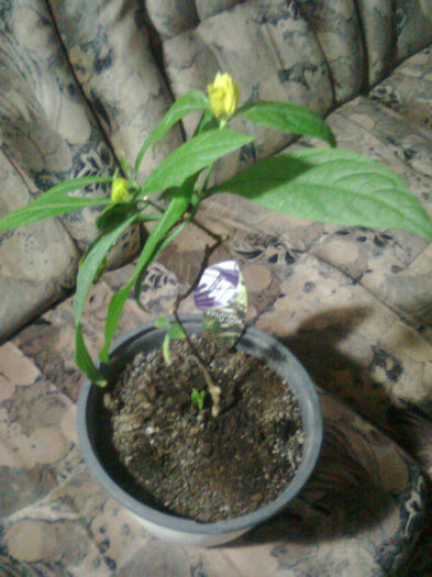 pachistachis sau floarea de zahar ars