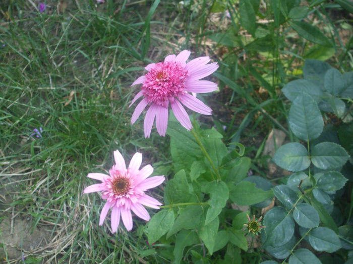 DSCF2144