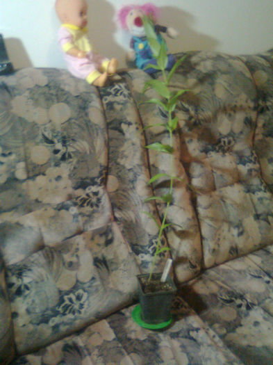 gloriosa superba sau crin de Madagascar daruita - 003-1 Alte plante cu flori