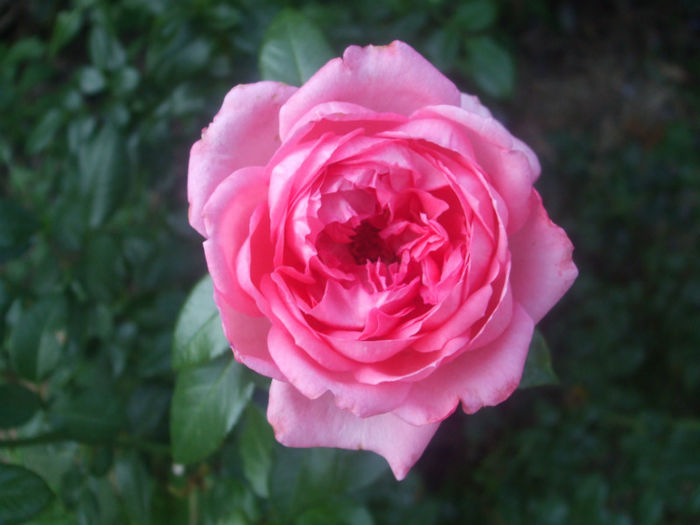 La Rose de Molinard