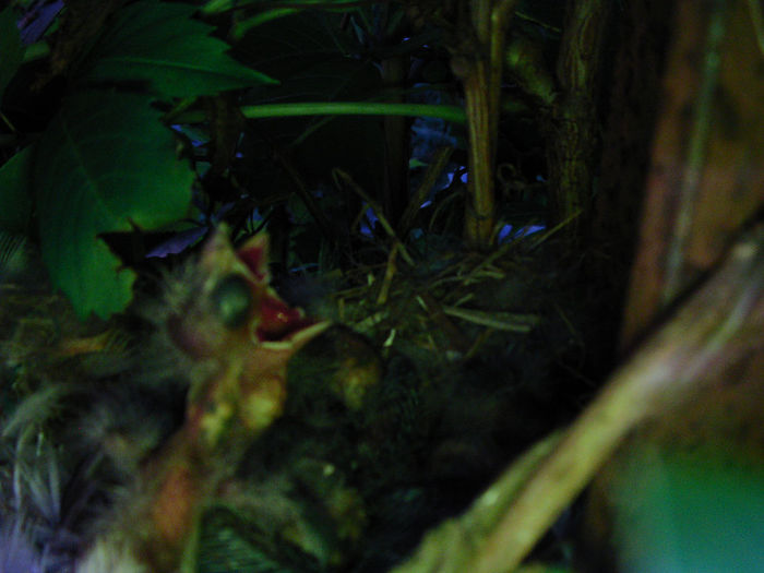 pui florinte seria a.IIa ,10.07.2013