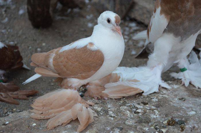 DSC_0284; Randunica_6_36zile
