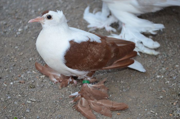 DSC_0286 vandut; Randunica_4_38zile
