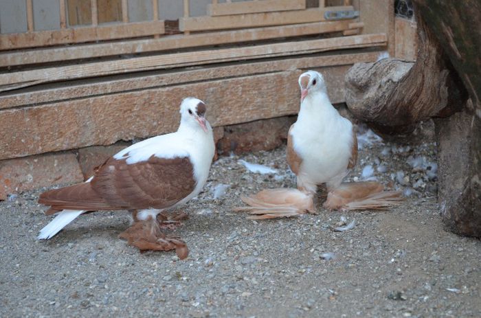 DSC_0339; Randunele_4&6
