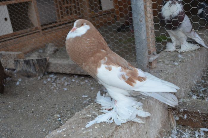 DSC_0334; Mascul_pomerania_2013
