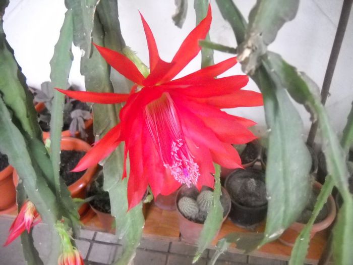 DSCN6125 - 0 floricele