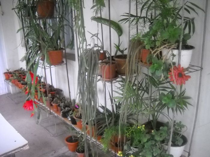 DSCN6129 - 0 floricele