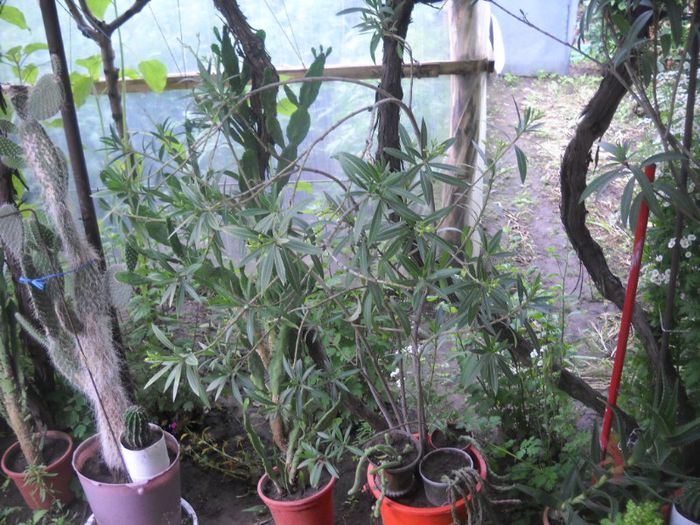 DSCN6132 - 0 floricele