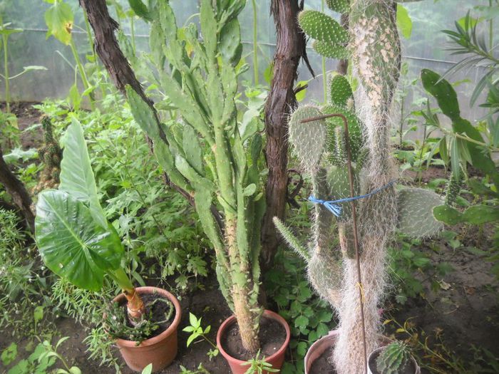 DSCN6133 - 0 floricele