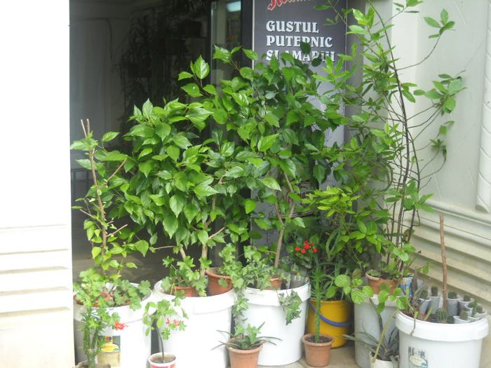 DSCN6148 - 0 floricele