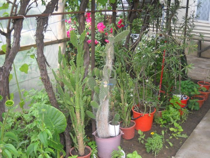 DSCN6149 - 0 floricele