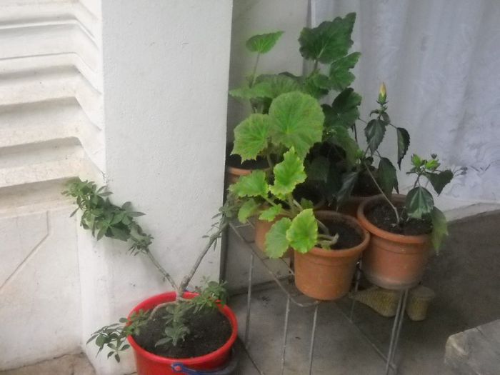 DSCN6151 - 0 floricele