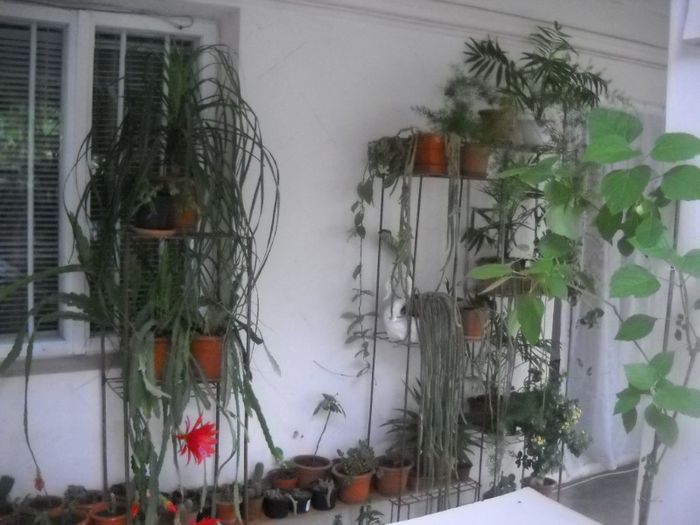 DSCN6152 - 0 floricele