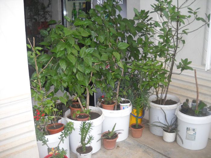 DSCN6244 - 0 floricele