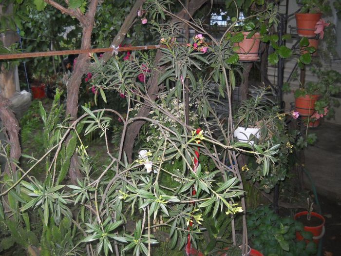 DSCN6258 - 0 floricele