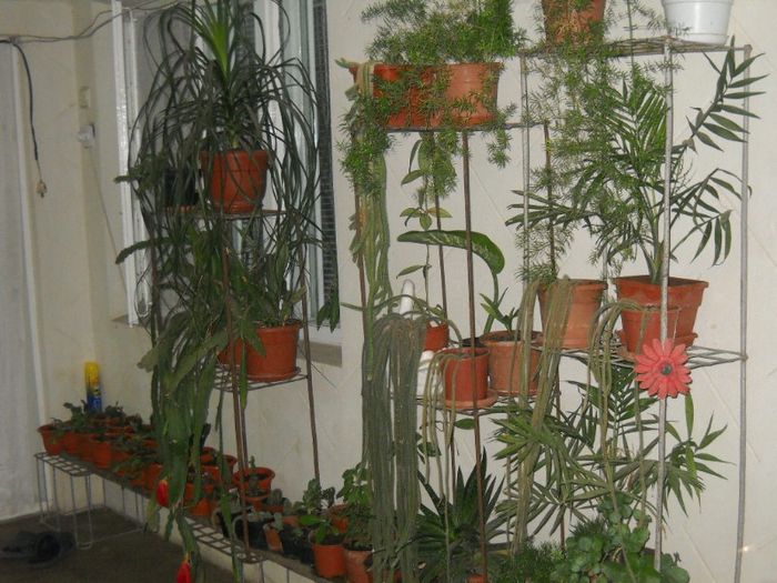 DSCN6259 - 0 floricele