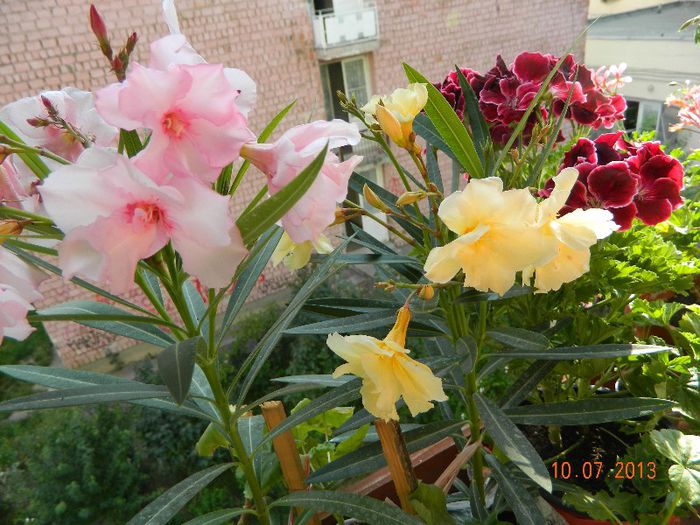 DSCN3589 - Leandrii