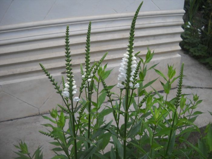 DSCN6242 - 5 flori de iunie