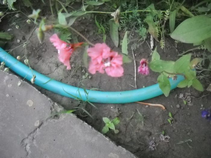 DSCN6248 - 5 flori de iunie