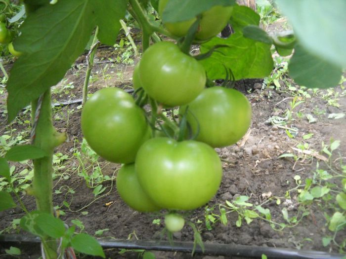 DSCN6283