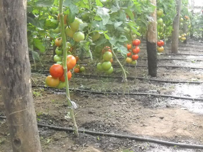 DSCN6363