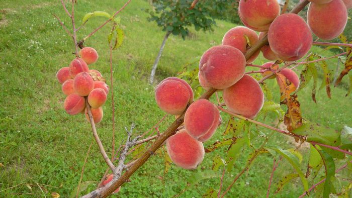 Picture 5205 - Livada