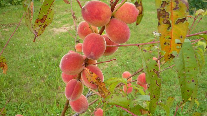 Picture 5207 - Livada