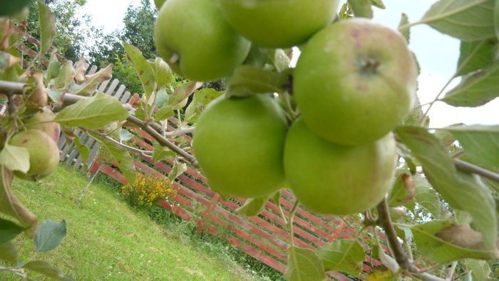 Picture 5212 - Livada