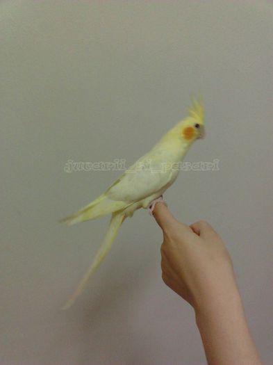 Pui nr 5a vandut - bebite 2013_1