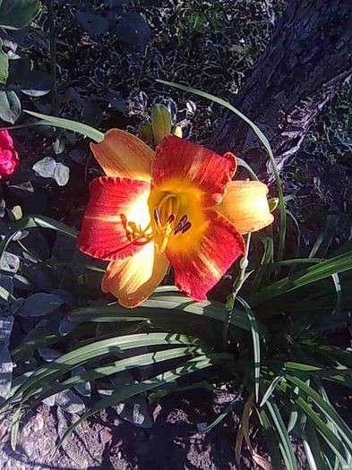 Imagine226 - hemerocallis 2013