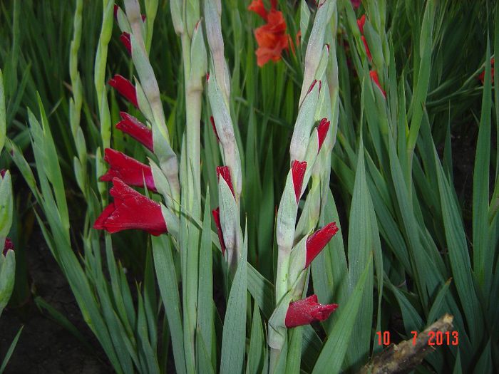 Picture 515 - 0 GLADIOLE-2013