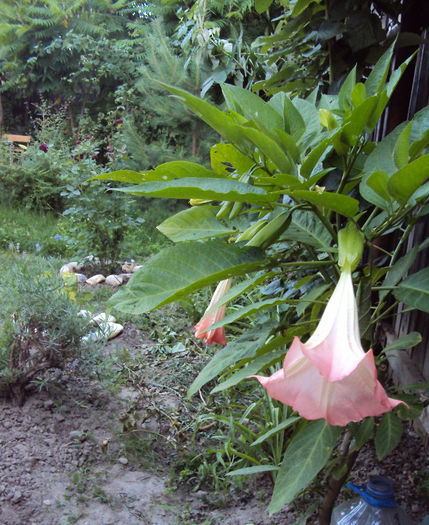 DSC07646