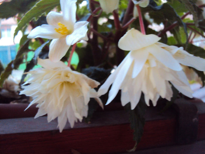 DSC07554 - Begonii