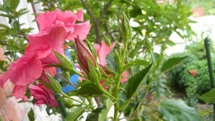 Picture 5063 - x 2013 Hibiscus rosa sinesis