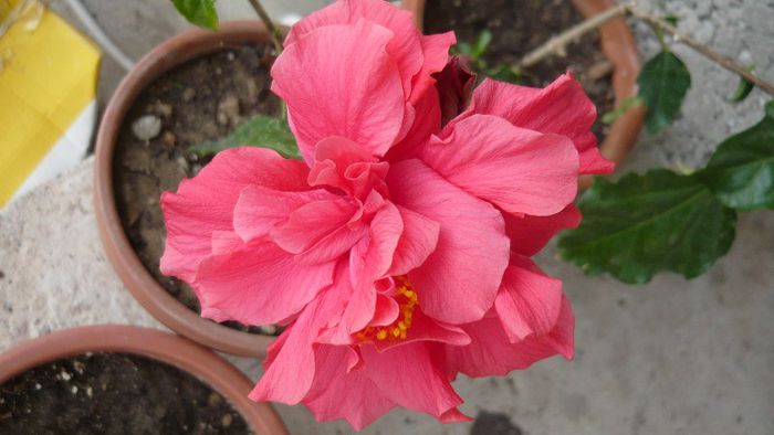 Picture 5061 - x 2013 Hibiscus rosa sinesis