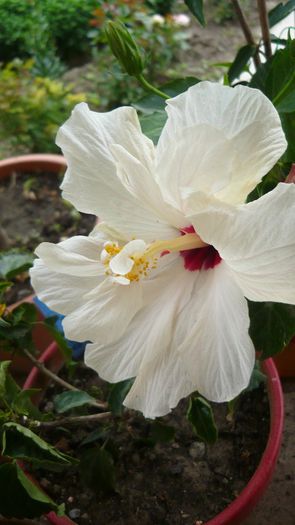 Picture 5064 - x 2013 hibiscus rosa sinesis 2