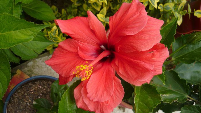 Picture 5071 - x 2013 hibiscus rosa sinesis 2