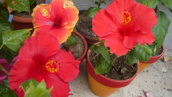 Picture 5079 - x 2013 hibiscus rosa sinesis 2