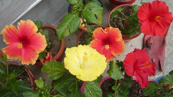 Picture 5081 - x 2013 hibiscus rosa sinesis 2