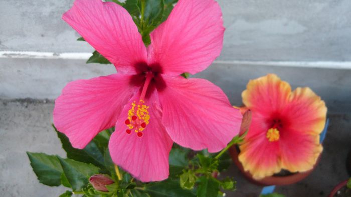 Picture 5232 - x 2013 hibiscus rosa sinesis 2