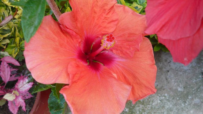 Picture 5240 - x 2013 hibiscus rosa sinesis 2