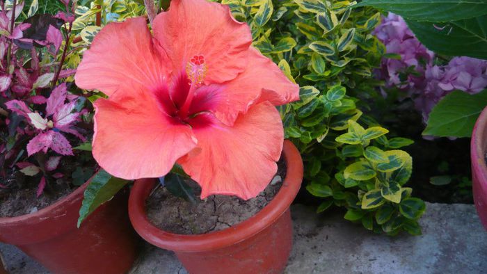 Picture 5242 - x 2013 hibiscus rosa sinesis 2