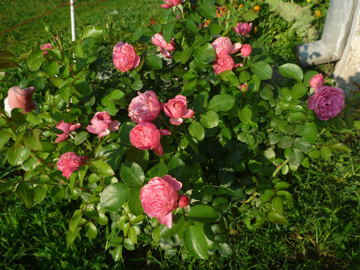 Leonardo da Vinci - Trandafiri 2013 - I